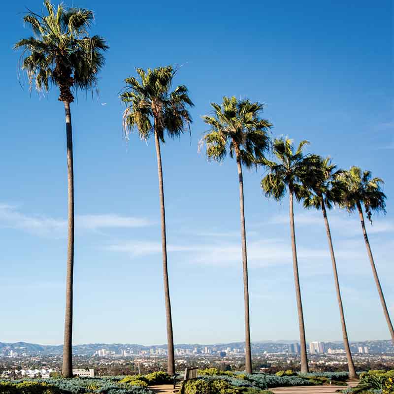 Palm Trees on LMU's campus